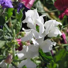 Sweetpea- Mammoth White