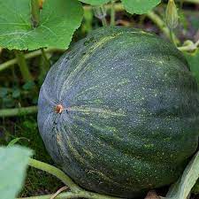 Green Pumpkin Vegetable Seeds for Planting – Non-GMO, Heirloom Seeds for a Bountiful Harvest