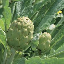 Imperial Star – Artichoke Seed