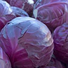 Cabbage Red Arce Vegetable Seeds