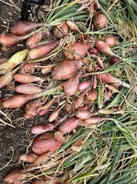 Barolo – Onion Seed