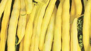 Climbing Bean- Kentucky Wonder Wax