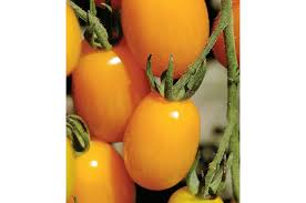 Golden Sweet – Tomato Seed