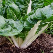 Silverbeet- Fordhook Giant