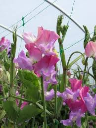 Enchanté – Sweet Pea Seed