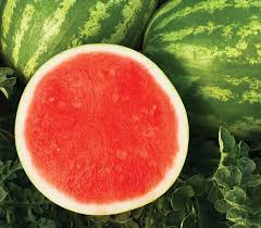 Red Amber – Organic Seedless Watermelon Seeds
