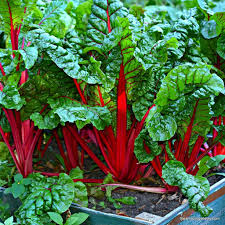 Chard, Ruby Red – Microgreen Seed