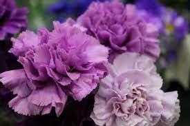 Dianthus Diamond Series purple seeds for annual flower garden blooms