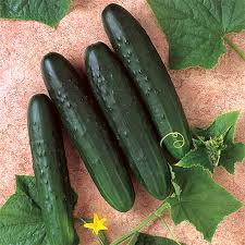 General Lee – Cucumber Seed