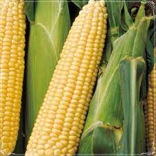 Corn, Maize- Manning White