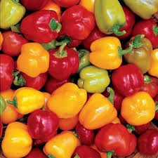 Capsicum- Mini Bell Red