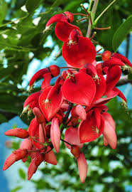 Heirloom Non-GMO Erythrina Crista-Galli Flower Seeds for Planting – Exotic Coral Tree Blooms for Tropical Gardens