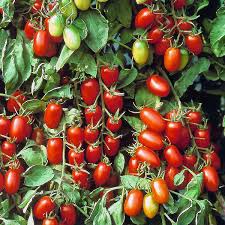 Juliet – Tomato Seed