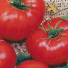 Brandywine/Shin Cheong Gang Grafted – Organic Tomato Seed