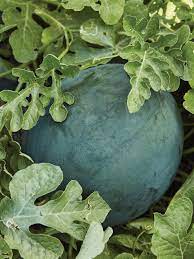 Bush Sugar Baby Watermelon Fruit Seeds for Planting - Sweet, Small Watermelon Harvests 100 pcs