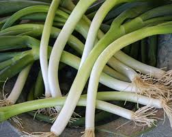 Bunching Onion- Winter Ishikura