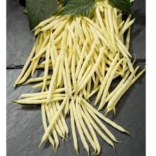 Goldilocks – Bean Seed