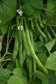 Runner Bean- Scarlet Emperor