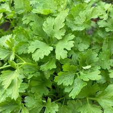 Japanese Small Parsley Seeds Organic Vegetable Seeds