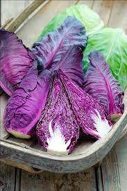 Cabbage Red Imported Vegetable Seeds