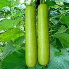 Bottle Gourd Extra Long Organic Vegetable Seeds
