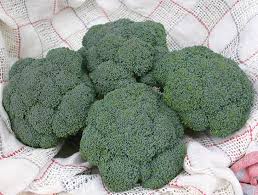 Diplomat – Broccoli Seed