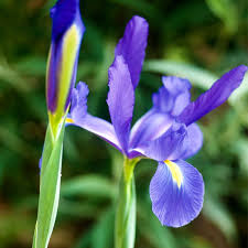 Dutch Iris- Professor Blaauw
