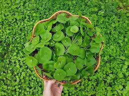 Miner's Lettuce
