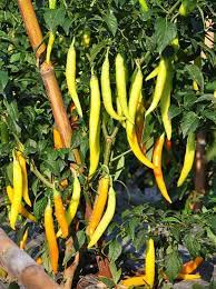 Assorted hot pepper seeds – custom mix of spicy heirloom varieties