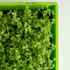 Cutting Celery – Microgreen Seed