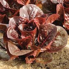 Ezbruke – Organic Lettuce Seed
