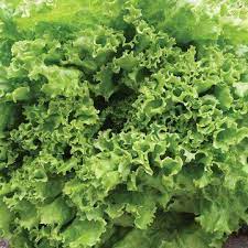 Salanova? Home Garden Mix – Lettuce Seed