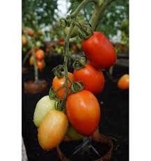 Granadero – Organic Tomato Seed