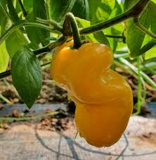 Chilli- Rocoto Manzano Yellow