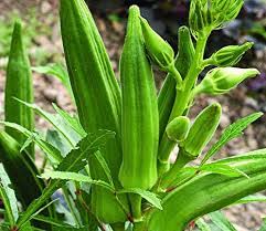 Okra Varsha Vegetable Seeds