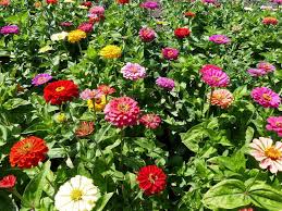 Giant Dahlia Flowered Mix – Zinnia Seed