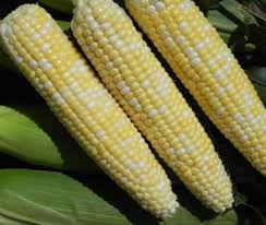 Corn, Sweet- Polaris F1