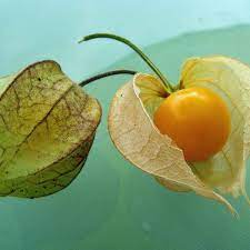 Cape Gooseberry Seeds