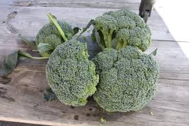 Emerald Crown – Broccoli Seed