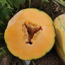Musk Melon Hybrid Mithas Seeds