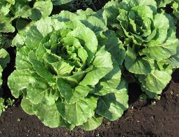 Sparx – Lettuce Seed