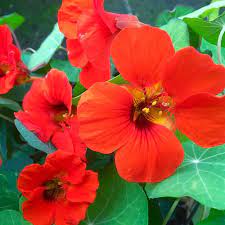 Nasturtium- Cherrelle