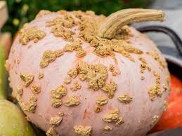 Galeux d’Eysines – Pumpkin Seed