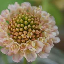 Fata Morgana – Scabiosa Seed