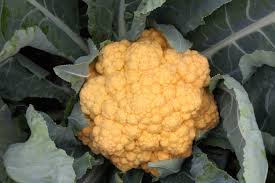 Cheddar – Orange Cauliflower Seeds