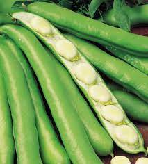 Broad Bean- Egyptian