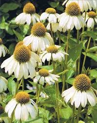 Echinacea White Swan coneflower seeds for long-blooming perennial beds