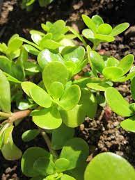 Purslane- Golden