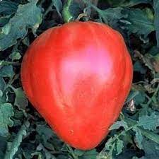Heirloom Red Oxheart Tomatoe Vegetable Seeds for Planting - Non-GMO Garden Seeds