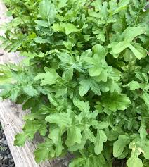 Runaway – Salad Arugula Seed